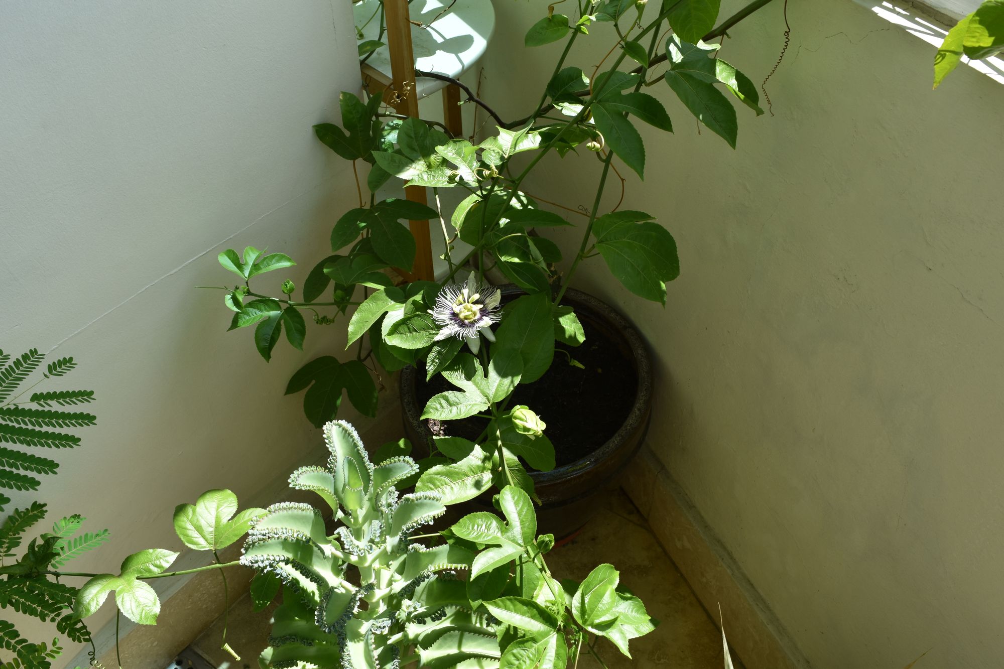 Passiflora Edulis Forma Flavicarpa