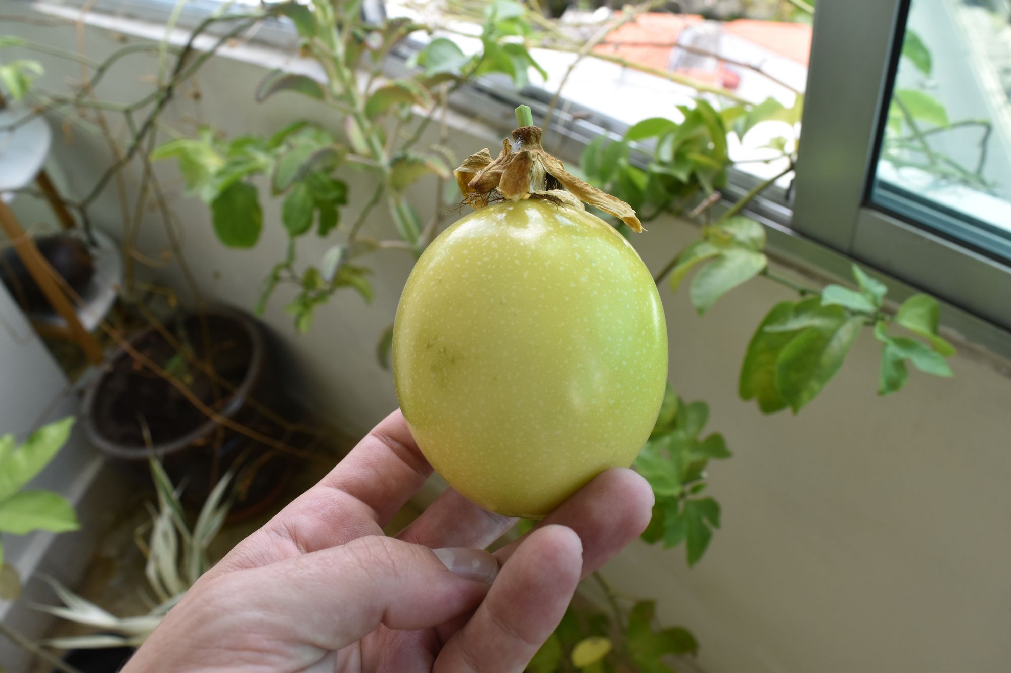 Passiflora edulis var. flavicarpa (Fruit de la passion (Grenadille jaune)  Pot de 2 litres - 80/100 cm Taille Pot de 2 litres - 80/100 cm Couleur