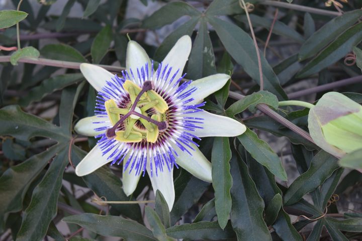 Passiflora Caerulea